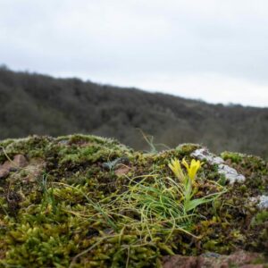 Gagée de Bohème et habitat_RNR Vallée du Pressoir ©Axel MARTIN