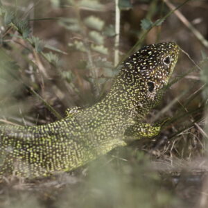 Lézard vert_RNR Vallée du Pressoir ©Mathieu BOULLANT