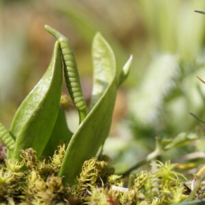 Ophioglosse_des_Açores_RNR Vallée du Pressoir ©Mathieu BOULLANT