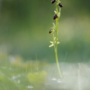 Ophrys_araignée_RNR Vallée du Pressoir ©Mathieu BOULLANT