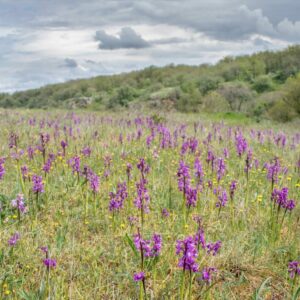 Orchis_morio_RNR Vallée du Pressoir ©Axel MARTIN