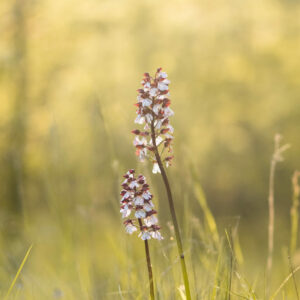 Orchis_purpurea_RNR Vallée du Pressoir ©Axel MARTIN