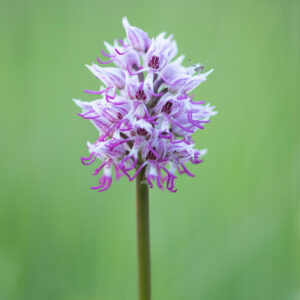 Orchis_simia_RNR Vallée du Pressoir ©Axel MARTIN