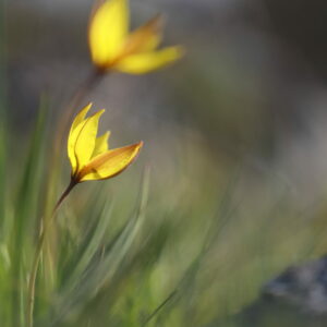 Tulipe_australe_RNR Vallée du Pressoir ©Mathieu BOULLANT