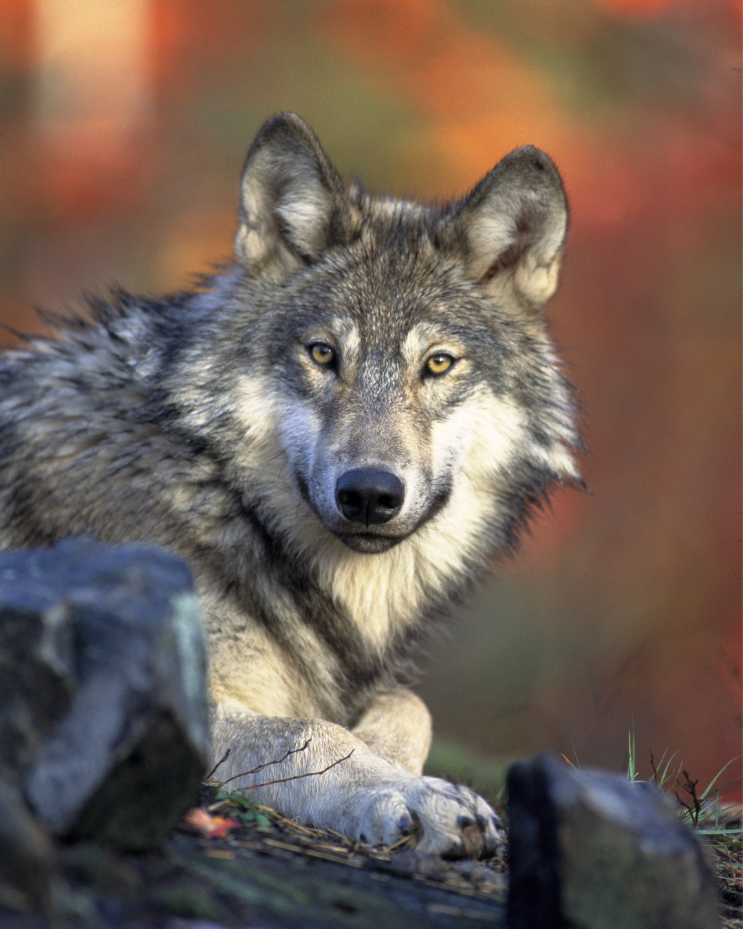 tirs de loups_projet